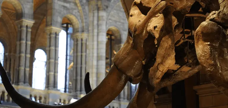 英國倫敦（自然史博物館、大英博物館）